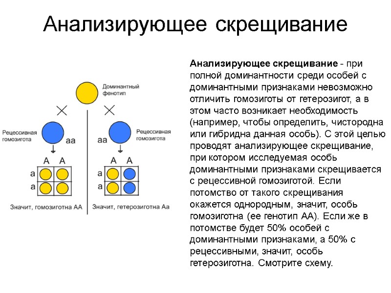 Анализирующее скрещивание  Анализирующее скрещивание - при полной доминантности среди особей с доминантными признаками